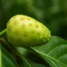 noni, fruta vômito