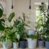 
Presentear com plantas é mais do que oferecer algo bonito: é entregar um gesto que cresce, floresce e se transforma com o tempo — assim como o amor de mãe (Foto Divulgação)