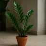 Zamioculca exige cuidados mínimos, é resistente e cresce mesmo na sombra