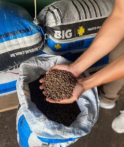 A empresa Café Monte Roraima tem tido um crescimento grande. (Foto: Divulgação)