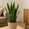 Essa planta sobrevive com 1 rega por mês e ainda purifica o ar