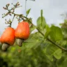 Caju é considerado um ´´falso-fruto´´. (Foto: CNA/Divulgação)