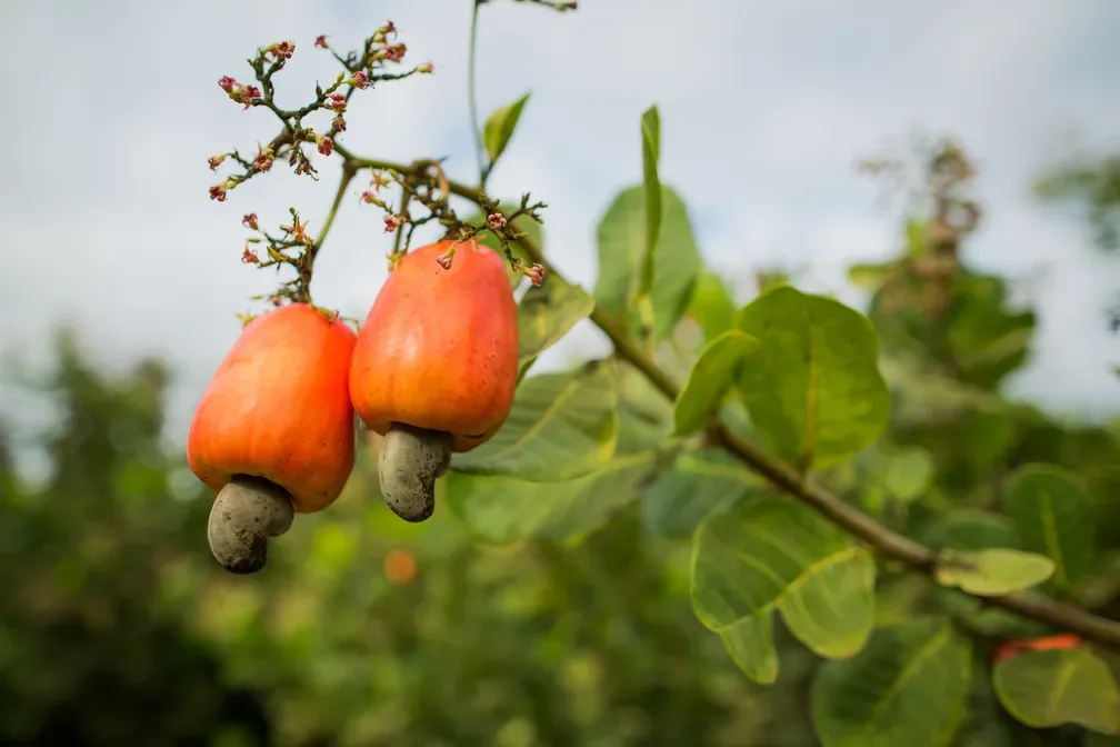 Caju é considerado um ´´falso-fruto´´. (Foto: CNA/Divulgação) Caju é considerado um ´´falso-fruto´´. (Foto: CNA/Divulgação)