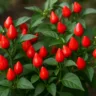 Dicas para plantar pimenta biquinho e colher sem medo de arder