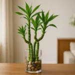 O poder do bambu da sorte o presente que transforma a casa da sua mãe neste Dia das Mães