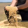 Desde o início da Seeai, área plantada de soja no Estado aumentou de 28 mil hectares para 130 mil hectares e número de produtores também cresceu de 44 para 176, fruto de atração de investimentos (Foto: Arquivo/Secom)