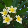 Jasmim-manga sem perfume Descubra por que isso acontece