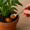 2 truques com canela que protegem as plantas