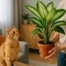 Comigo-ninguém-pode 4 perigos reais da planta para seu pet de estimação