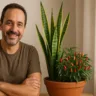 5 plantas que afastam o olho gordo e protegem sua casa energeticamente