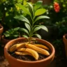 Plantas no calor essa casca que vai pro lixo pode salvá-las