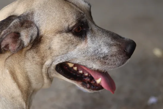 Animais de estimação com mais idade precisam de maiores cuidados (Foto: Paola Carvalho)