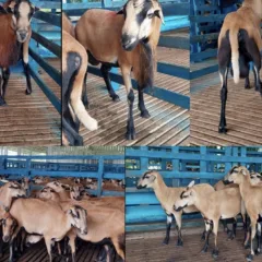 Os lotes incluem animais com potencial reprodutivo e outros indicados para descarte por não atenderem aos padrões da raça. (Foto: Divulgação)