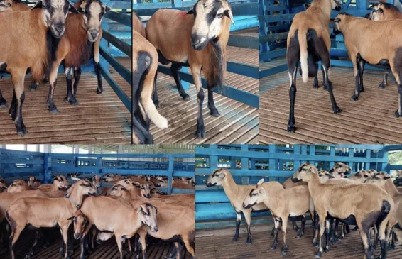 Os lotes incluem animais com potencial reprodutivo e outros indicados para descarte por não atenderem aos padrões da raça. (Foto: Divulgação)