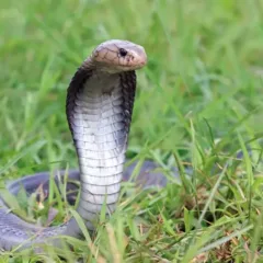 Mistério do poção das cobras