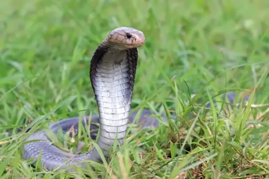 Mistério do poção das cobras