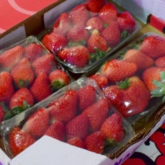 morango