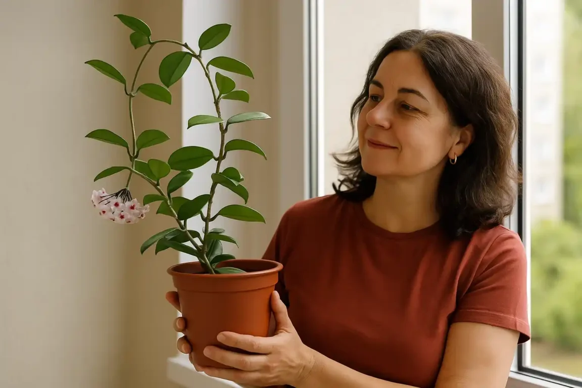 Evite esses locais se quiser que a flor de cera floresça com saúde