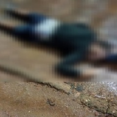A vítima foi morta com três tiros, sendo um na cabeça e três nas costas (Foto: Divulgação) 