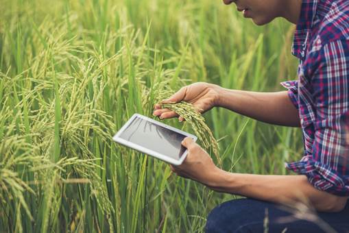 Como a IA está transformando o agronegócio brasileiro