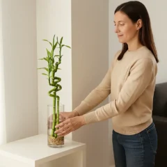 Bambu-da-sorte no Feng Shui 2 cantos para atrair prosperidade
