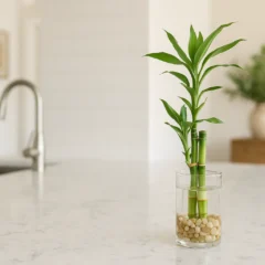 Bambu-da-sorte no banheiro veja como usar sem bloquear a energia vital
