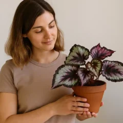 Begônia-rex impecável com 4 segredos de cultivo