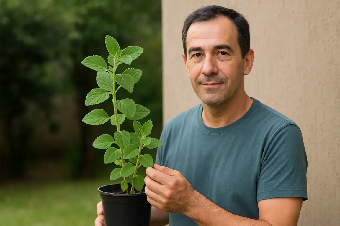 Boldo no Feng Shui planta medicinal com forte poder de limpeza energética