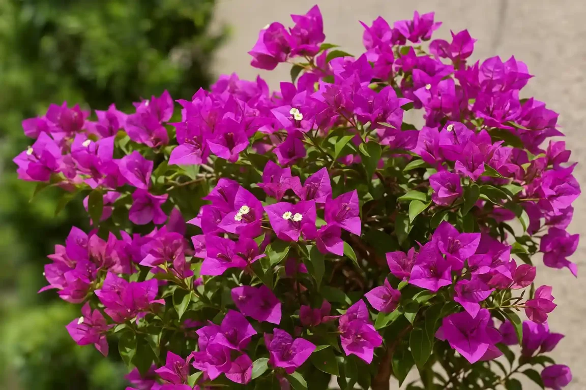 Buganvília com cores mais vivas após estresse hídrico