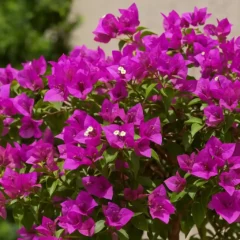 Buganvília com cores mais vivas após estresse hídrico