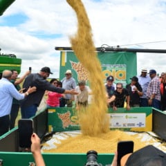 Abertura oficial no campo ocorreu nesse sábado, na Fazenda Ouro Verde, em Alto Alegre. (Foto: Nilzete Franco/FolhaBV)