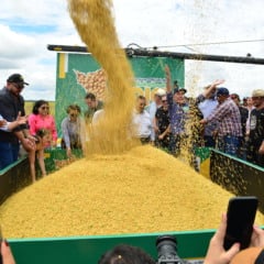 A soja segue como principal cultivo, alcançando 462 mil toneladas, 25,2% a mais que no ciclo anterior. (Foto: Nilzete Franco)