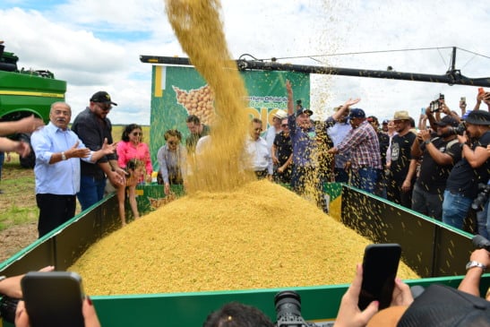 A soja segue como principal cultivo, alcançando 462 mil toneladas, 25,2% a mais que no ciclo anterior. (Foto: Nilzete Franco)
