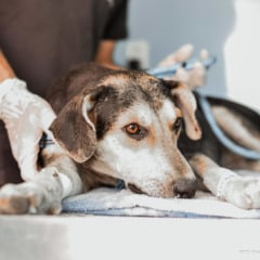 Castra Móvel inicia atendimentos na Unidade de Zoonoses com agendamento gratuito