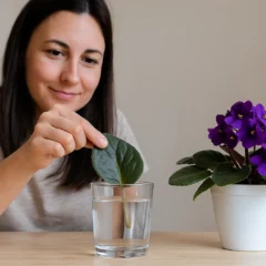 Como fazer muda de violeta com uma folha na água