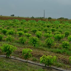 Campo experimental de Café Robusta Amazônico fica no PA Nova Amazônia - Foto: Nilzete Franco/FolhaBV