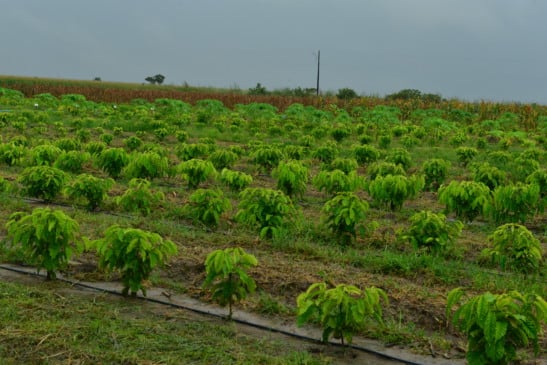 Campo experimental de Café Robusta Amazônico fica no PA Nova Amazônia - Foto: Nilzete Franco/FolhaBV