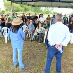 Pesquisa utiliza 51 clones híbridos de café e trigo para produção adaptada ao Cerrado