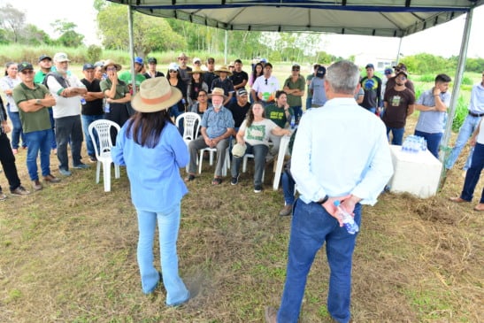 Pesquisa utiliza 51 clones híbridos de café e trigo para produção adaptada ao Cerrado