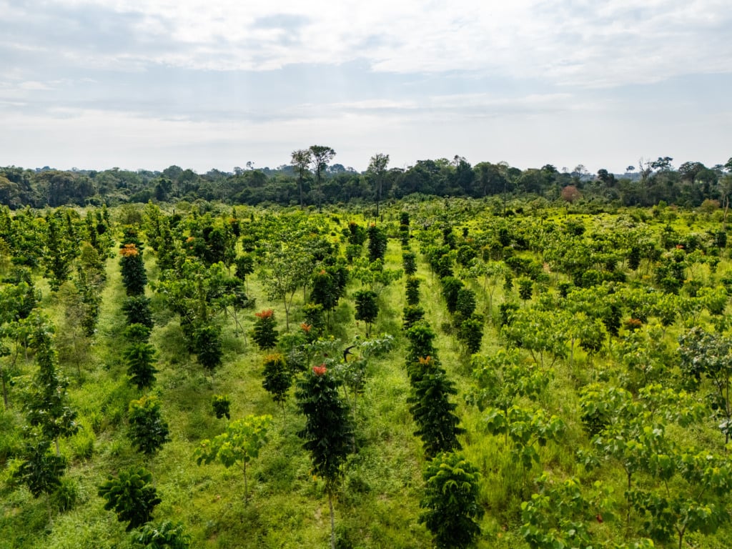 Área fica em Nova Colina, no município de Rorainópolis (Foto: Courageus Land)