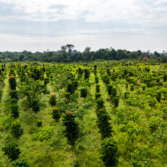 Área fica em Nova Colina, no município de Rorainópolis (Foto: Courageus Land)