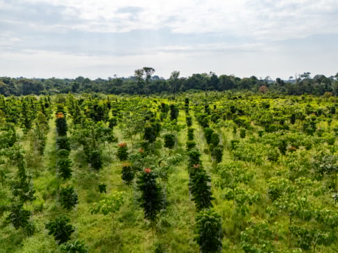Área fica em Nova Colina, no município de Rorainópolis (Foto: Courageus Land)
