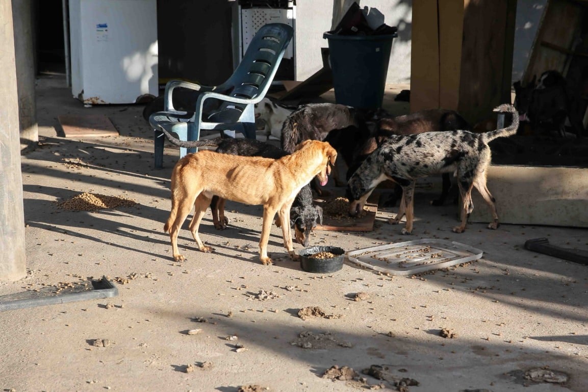 Animais podem ser adotados pela população roraimense - Foto: Eduardo Andrade/ SupCom