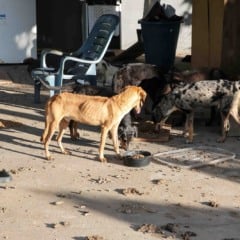 Animais podem ser adotados pela população roraimense - Foto: Eduardo Andrade/ SupCom