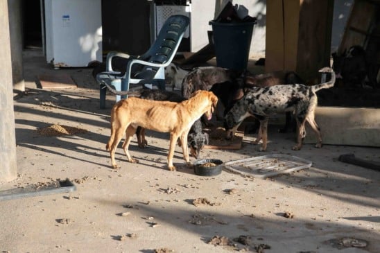 Animais podem ser adotados pela população roraimense - Foto: Eduardo Andrade/ SupCom