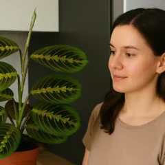 Minha maranta vivia triste até eu colocar ela do lado da geladeira