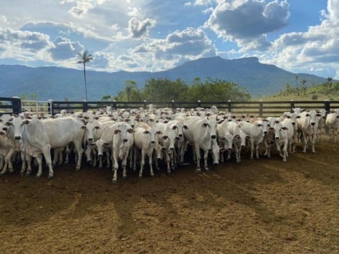 O rebanho bovino estadual passou de 780 mil animais em 2018 para mais de 1,35 milhão em 2025 (Foto: Secom)