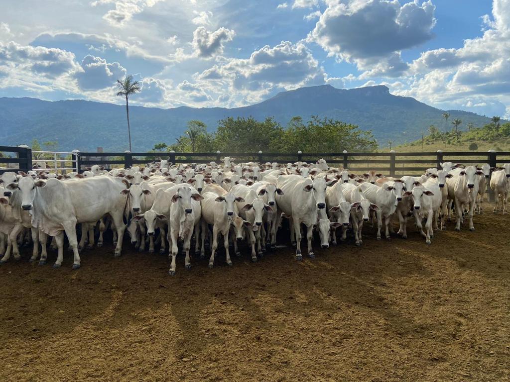 O rebanho bovino estadual passou de 780 mil animais em 2018 para mais de 1,35 milhão em 2025 (Foto: Secom)
