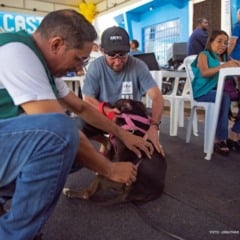 A vacina é gratuita e pode ser aplicada em cães e gatos a partir de três meses de idade. (Foto: Divulgação)