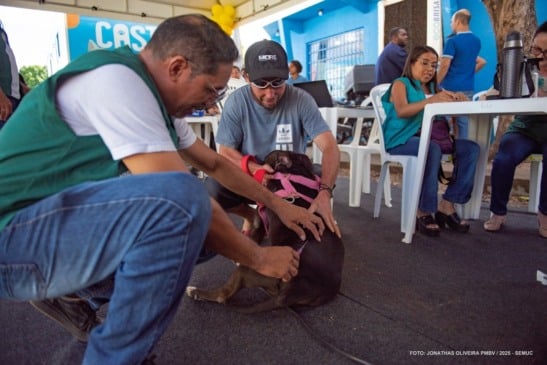 A vacina é gratuita e pode ser aplicada em cães e gatos a partir de três meses de idade. (Foto: Divulgação)